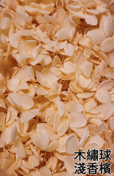 ★木繡球 單色 雙色 限定色★（8／7已更新）25