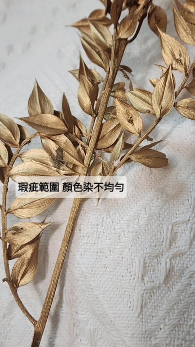 【瑕疵出清特價】富貴葉/樺木葉4