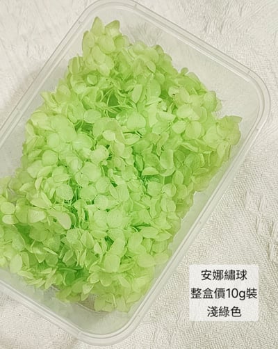 ★安娜繡球 亞特蘭繡球 單色雙色(6/30已更新)14