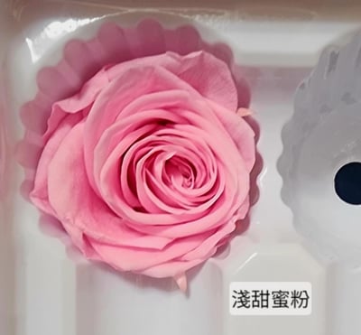 4cm玫瑰❁素色 22色❁(8/7已更)23