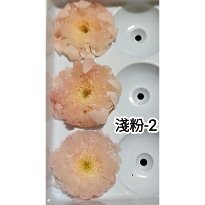 ♪2-3cm小雛菊 ♪19