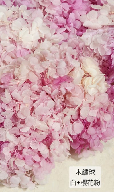 ★木繡球 單色 雙色 限定色★（8／7已更新）22