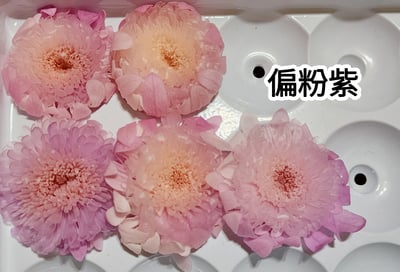 ♪2-3cm小雛菊 ♪16