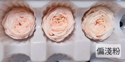 ✵3-4cm巧克力奧斯汀/平頭奧斯汀✵(7/25已更新)3