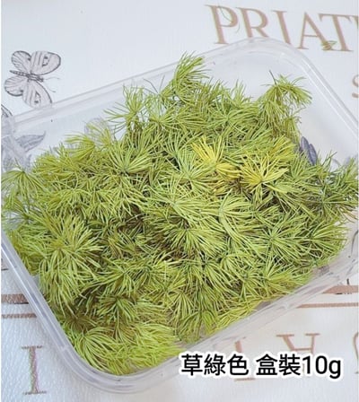 ♫蓬萊松/壽松♫3