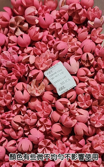 木荷果/開心果/開口笑果實/十字果13