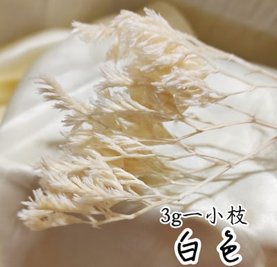 ❁大地農園EARTH MATTERS❁平葉磯松/雪花7