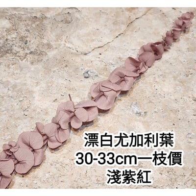 漂白尤加利葉/小圓葉桉/大圓葉桉/蘋果桉10