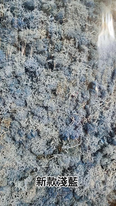 ★馴鹿草/苔蘚/馴鹿苔★（4／21已更新）12