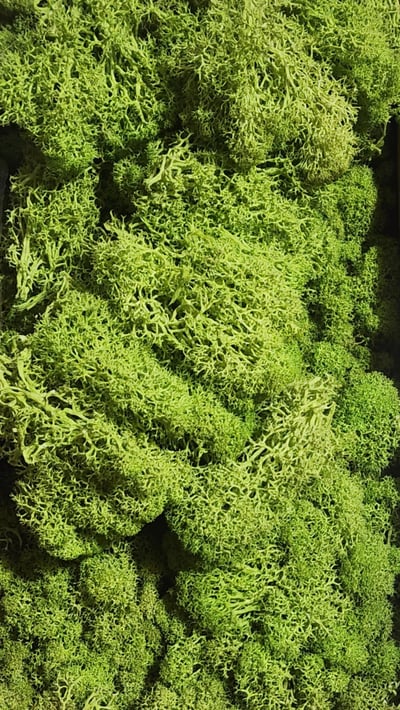 ★馴鹿草/苔蘚/馴鹿苔★（4／21已更新）20