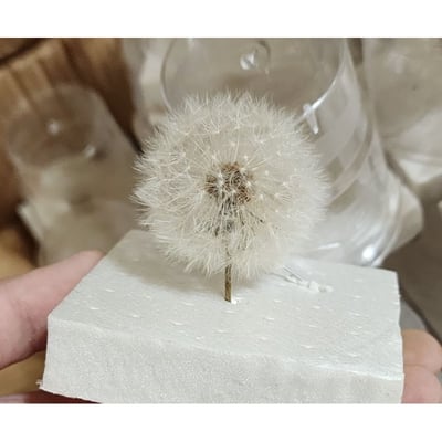 ❀蒲公英❀（7／25已更新）11