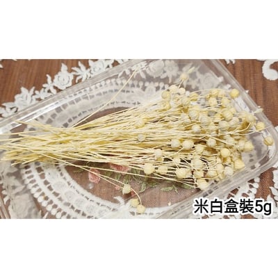 ✭臨花/相思豆/富貴豆/胡麻豆/亞麻果實✭（8／4已更新）5