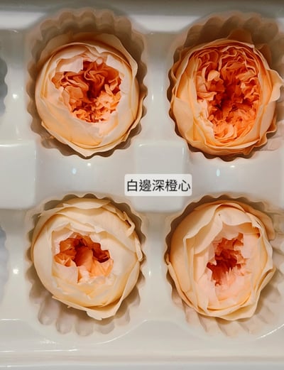 ❁3cm/3-4cm蝴蝶奧斯汀/庭園奧斯汀❁（7／25已更新）6