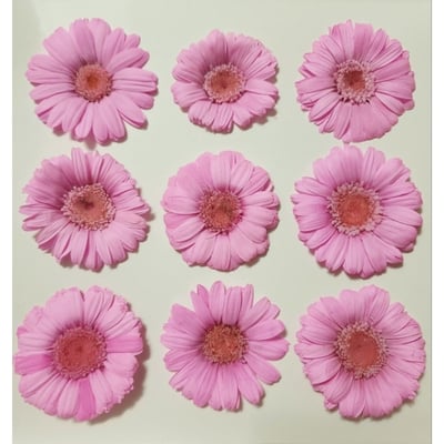 約4-5cm迷你非洲菊/菊花4