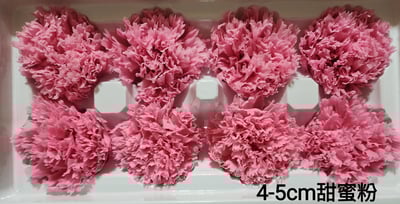 4-5cm康乃馨❁素色/特殊色 7色❁(4/21已更新)13