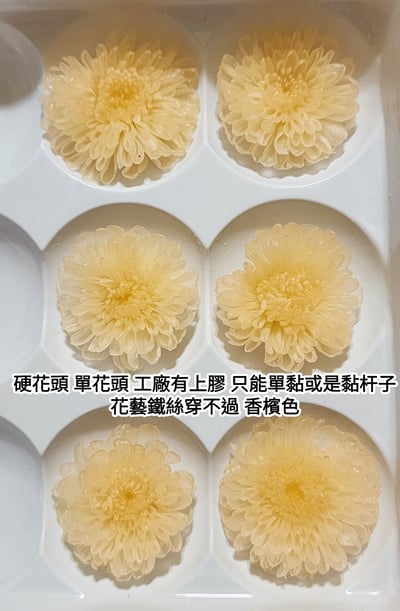 ♪2-3cm小雛菊 ♪7