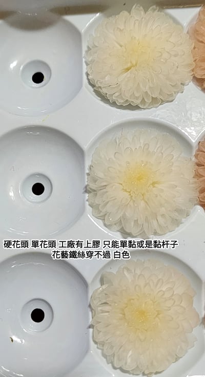 ♪2-3cm小雛菊 ♪15