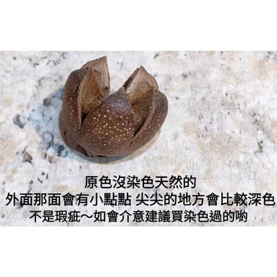 木荷果/開心果/開口笑果實/十字果2