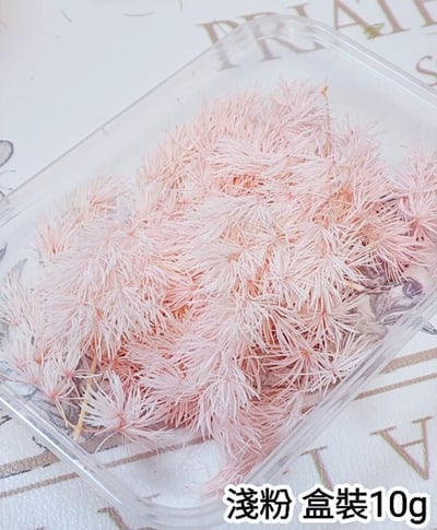 ♫蓬萊松/壽松♫5