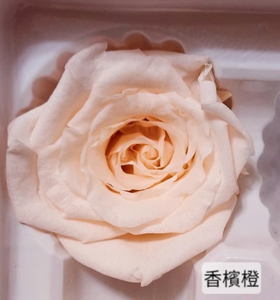 4cm玫瑰❁素色 22色❁(8/7已更)15