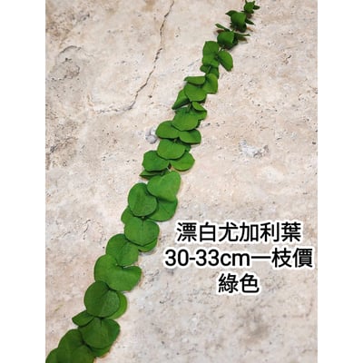 漂白尤加利葉/小圓葉桉/大圓葉桉/蘋果桉8