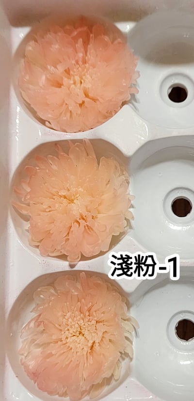 ♪2-3cm小雛菊 ♪11