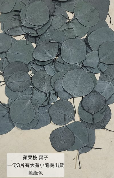 尤加利葉/小圓葉桉/大圓葉桉/蘋果桉（8／7已更新）20