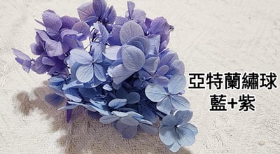 ★安娜繡球 亞特蘭繡球 單色雙色(6/30已更新)10