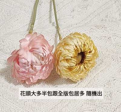 麥桿菊/七彩菊/漂白麥桿菊/菊花3