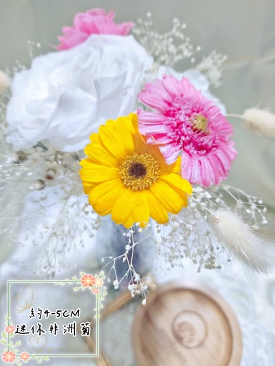 約4-5cm迷你非洲菊/菊花1