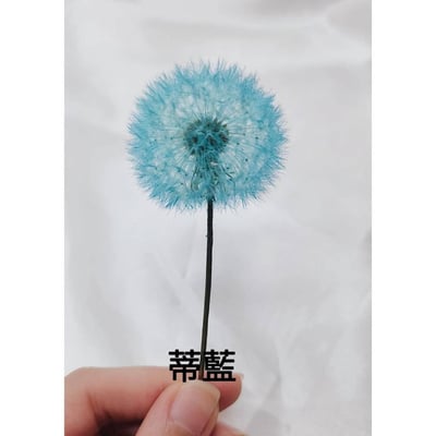 ❀蒲公英❀（7／25已更新）4