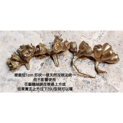 ❈琥珀果/殭屍果❈4