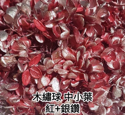 ★木繡球 單色 雙色 限定色★（8／7已更新）12