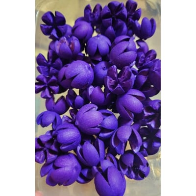 木荷果/開心果/開口笑果實/十字果12