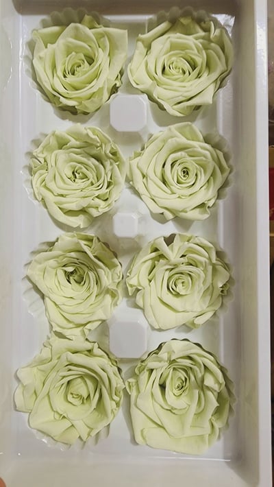 4-5cm玫瑰❁素色/特殊色 11色❁(7/27已更)10