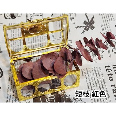 尤加利葉/小圓葉桉/大圓葉桉/蘋果桉（8／7已更新）6