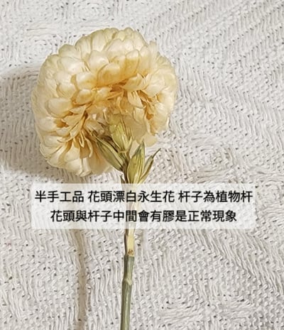 麥桿菊/七彩菊/漂白麥桿菊/菊花4