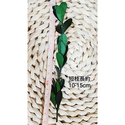 ✿黃楊/金柳✿(8/4已更新)2