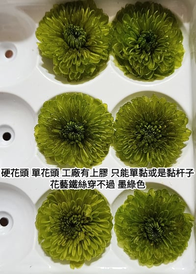 ♪2-3cm小雛菊 ♪6