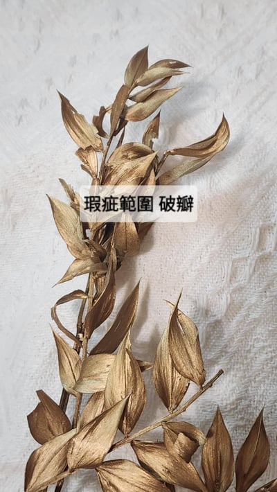 【瑕疵出清特價】富貴葉/樺木葉3