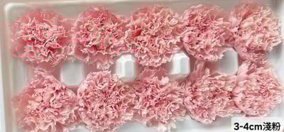 3-4cm康乃馨❁素色/特殊色 3色❁(4/21已更新)2