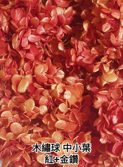 ★木繡球 單色 雙色 限定色★（8／7已更新）13