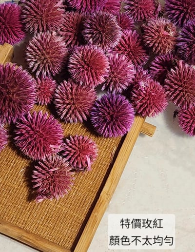 ❄山防風/藍星球❄(7/31已更新)5