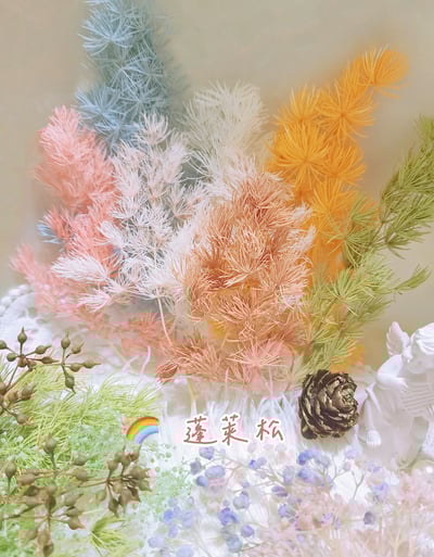 ♫蓬萊松/壽松♫1