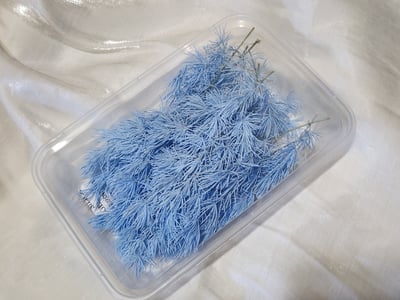 ♫蓬萊松/壽松♫10