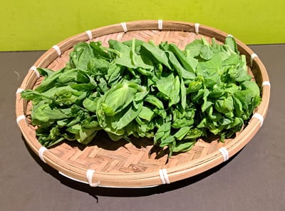 溫室-大豆苗 (份)1