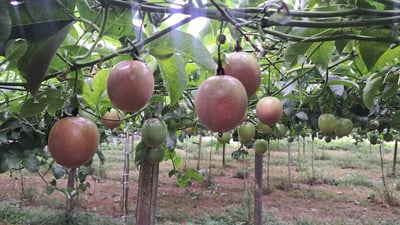 藍星百香果 (份)(熟度等待期採預約)(中元節前特賣)1