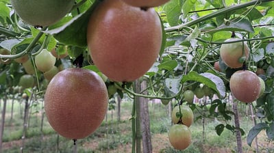 藍星百香果 (份)(熟度等待期採預約)(中元節前特賣)2