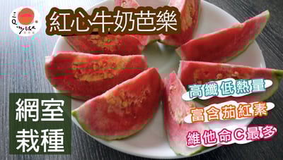 網室-紅心芭樂 (份)1