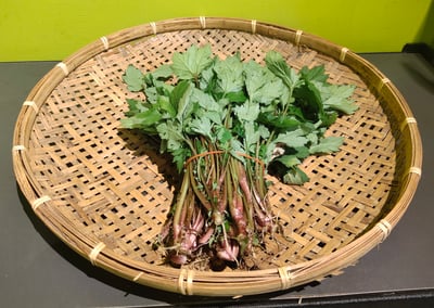 珍珠菜 (甜菜；角菜) (採預約)1